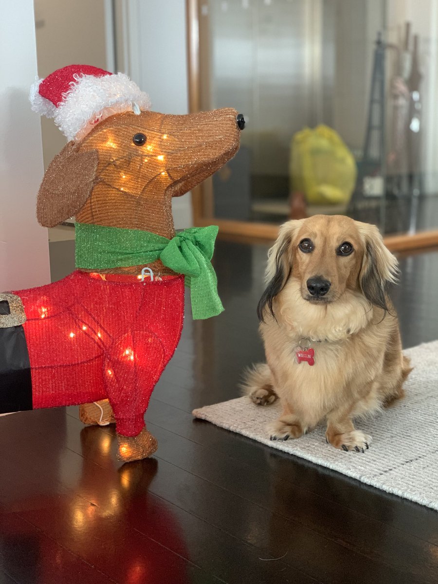 WinstonWeiner's tweet photo. Every year…….. #dachshundsofinstagram #dachshundlover #dachshund #christmas https://t.co/7cK16RbZP5