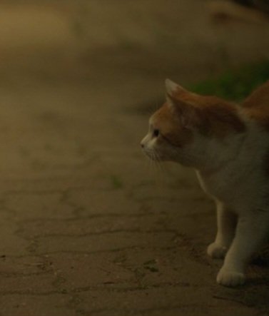 -meow                                      -meow
#LoveYourEnemy