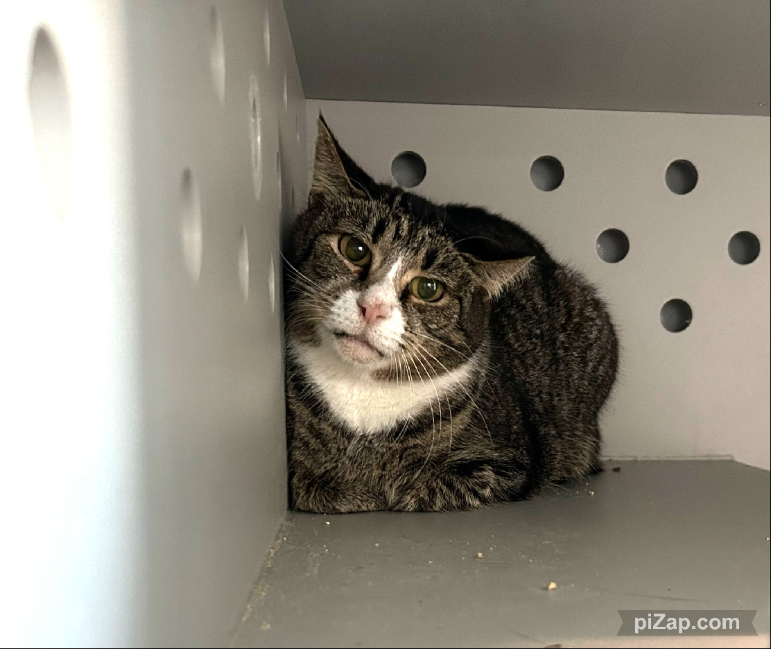 NYCDEATHROWCATS's tweet photo. THERE ARE 31 ANIMALS ( 10 CATS &amp; 21 DOGS)  AT RISK FOR THURSDAY 12/5/24 DEADLINE IS NOON. PLEASE SHARE, FOSTER, ADOPT, TAG FRIENDS, POST TO SOCIAL MEDIA SITES, PLEDGE TO  HELP SAVE THEIR LIVES. NEW PHOTOS https://t.co/Rt2PL8RaPy https://t.co/tjMAUPweX3