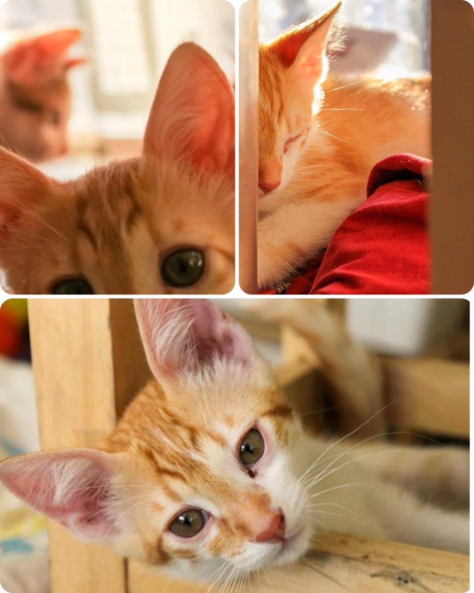 Todo es temporal y no. Todo es eterno, todo es memoria. Todo es un ciclo irrepetible.
Te extraño, Todd. Te extraño en todos los felinos y en mi Hermano el Hombre. En los veranos y más en los diciembres. Gracias totales ❤️