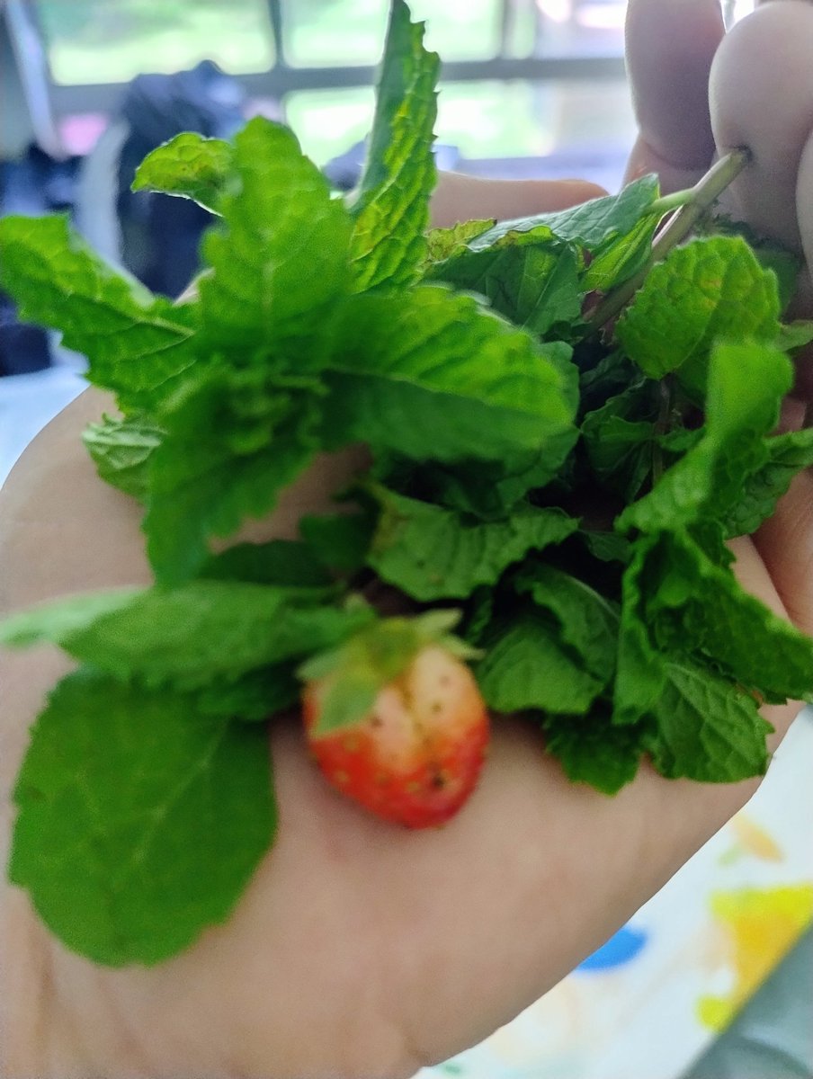 Chebalicious's tweet photo. #Farmacy....all natural from the earth🌲🍒 strawberry 🍓 Mint
#NaturalRemedies 🪷🫧🕉️🩵🍒🌙🧘♂️🙏✨✨✨✨✨✨✨✨✨✨✨✨✨ https://t.co/XQKZSCnKlX