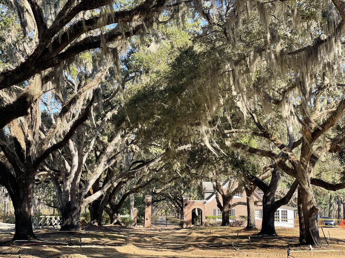 #beforeandafter #wemovebigtrees #trees #love