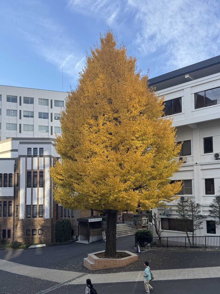 本日で、開館3日目となりました！

本日の開館時間は、
10:00~16:30（最終入場 16:15）
となります☺️

皆様のご来館お待ちしております💁‍♀️

ちなみに、博物館の前のイチョウの木の色付きが本格化しています🍁

#達磨とだるまさん 
#だるま
#駒澤大学 
#駒澤大学禅文化歴史博物館