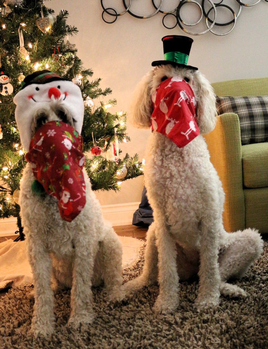 DoodleNessa's tweet image. Give us presents + nobody gets hurt 😁😉😘
#dogsofX 
#SantaPaws
#Christmas