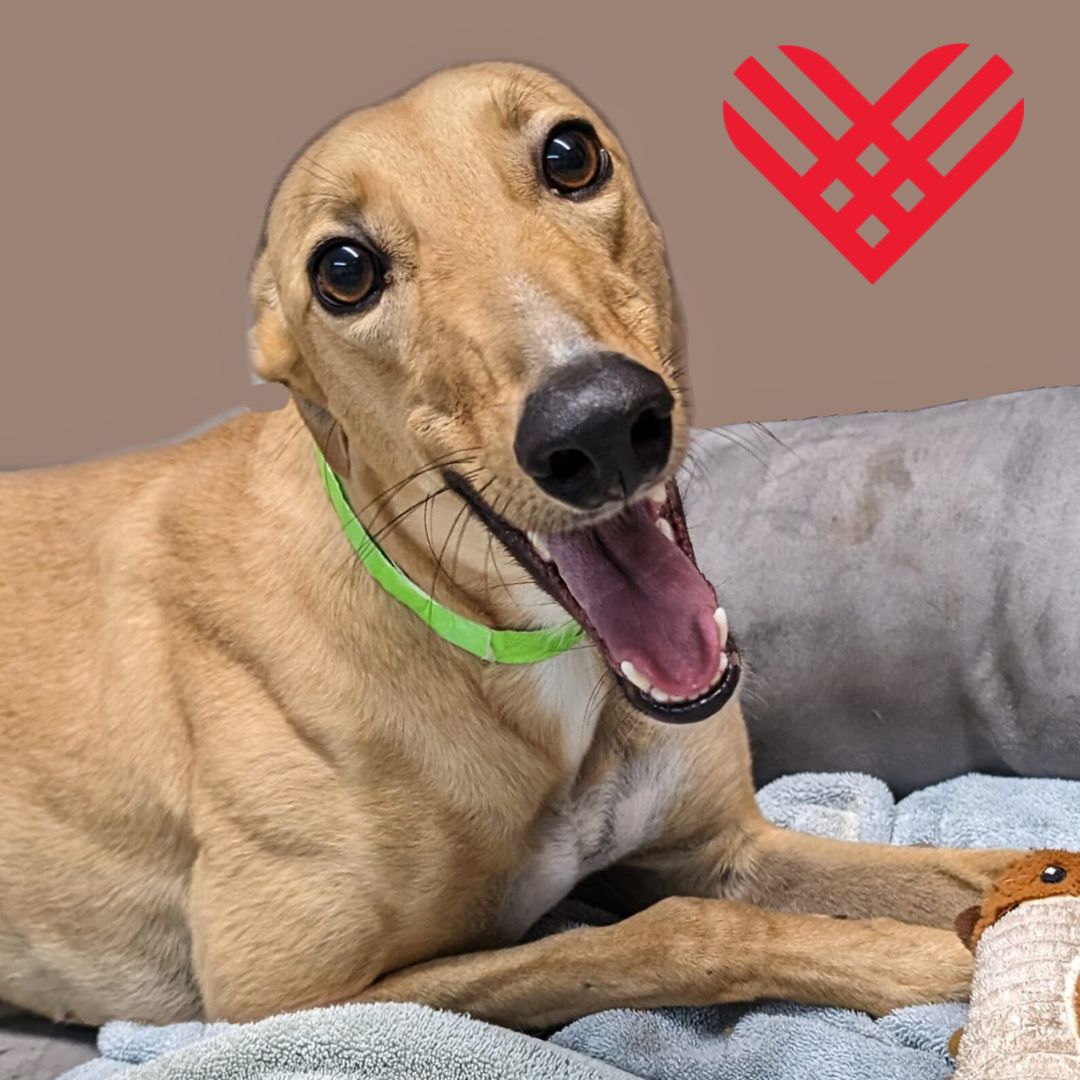 #GivingTuesday is winding down but our love for the hounds is endless. Please give a little or a lot to help us help our arriving hounds now and in the future.  greytstore.org/collections/do… Thank you!  #Greyhounds