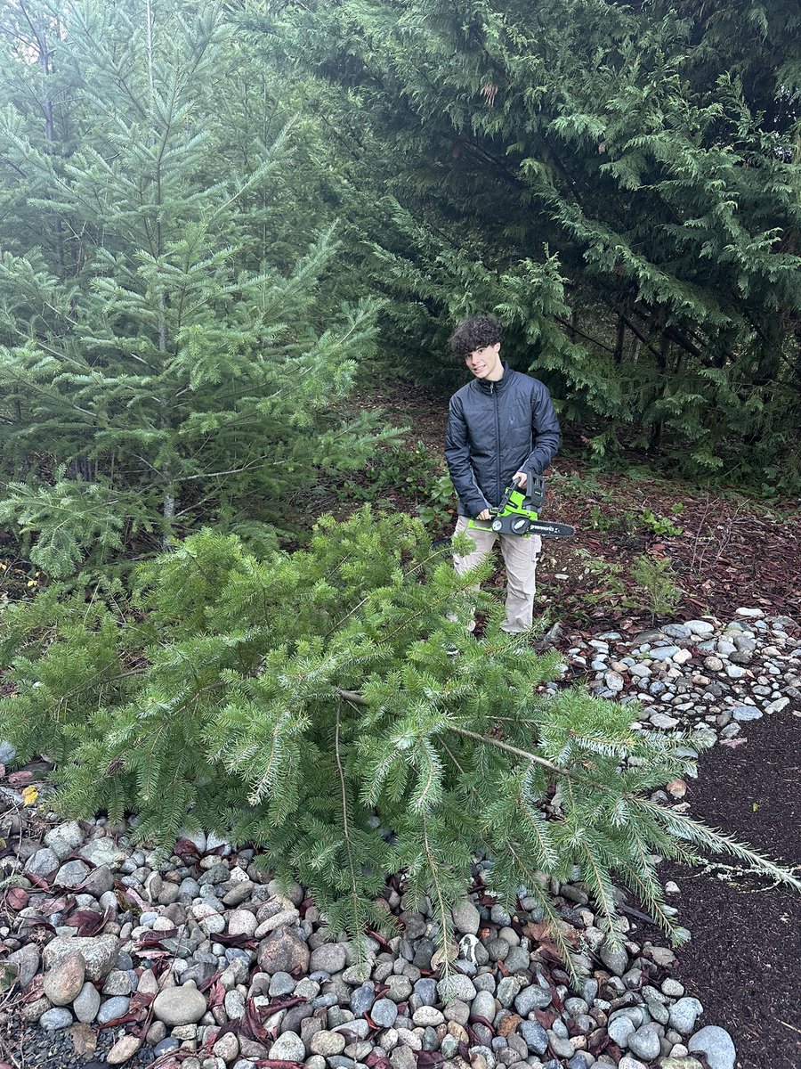 We use Christmas traditions to deal with tree encroachment on our property 😂🎄🎅🏽 Looks great, little full, lotta sap #ecology