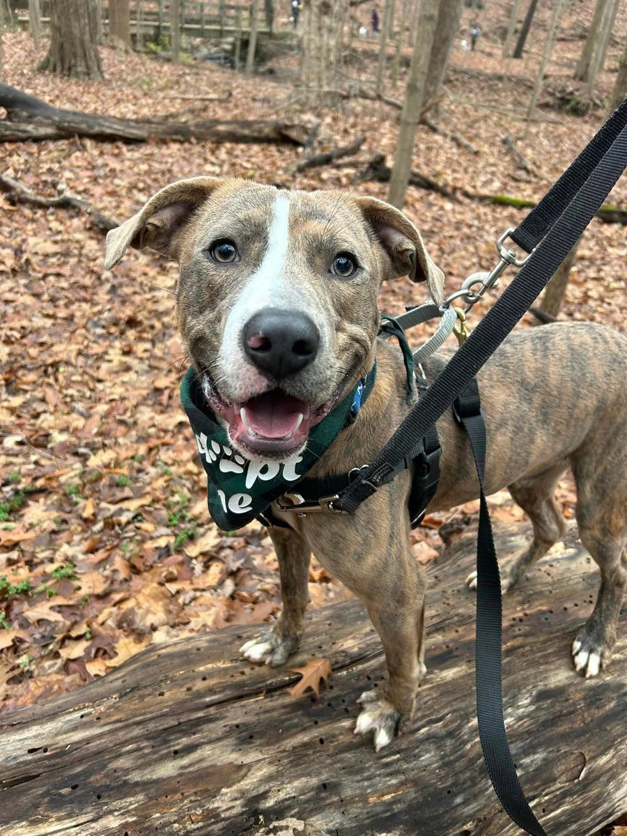 City Dogs Cleveland tweet media