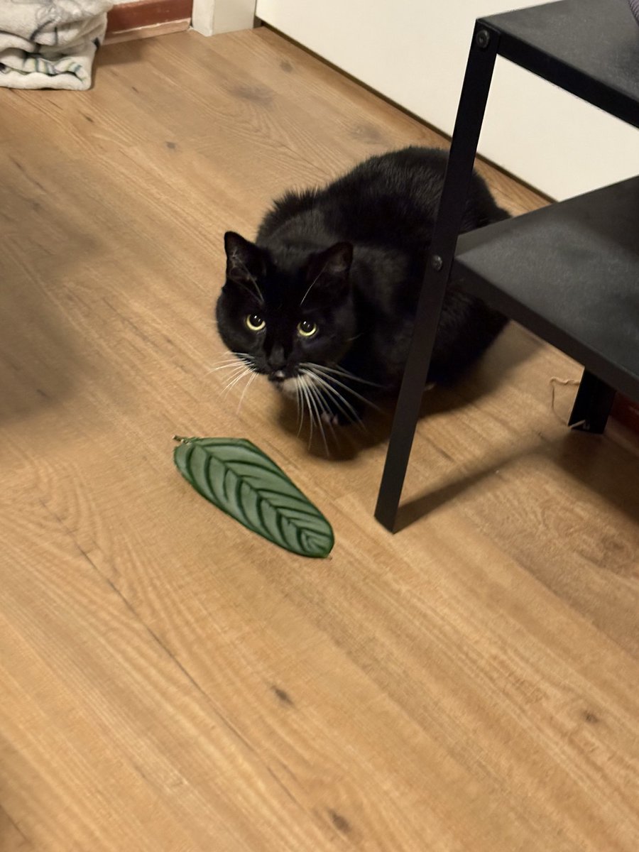 julia (taylor’s version) tweet media