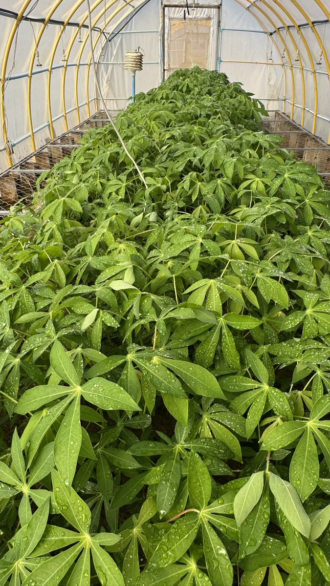 Jonathan Newby (@jononewby) on Twitter photo Happy Birthday 🎈 5 years since constructed, #NAFRI continues to use the <a href="/CassDiseaseAsia/">CassavaDiseaseSolutionsAsia</a> rapid multiplication tunnels in Laos 🇱🇦. With new resistant clones on their way from <a href="/BiovIntCIAT_eng/">Alliance of Bioversity International and CIAT</a> Vietnam 🇻🇳 FutureSeeds is about to enter a new phase.
<a href="/ACIARAustralia/">ACIAR</a> <a href="/BiovIntCIAT_eng/">Alliance of Bioversity International and CIAT</a> Happy Birthday 🎈 5 years since constructed, #NAFRI continues to use the <a href="/CassDiseaseAsia/">CassavaDiseaseSolutionsAsia</a> rapid multiplication tunnels in Laos 🇱🇦. With new resistant clones on their way from <a href="/BiovIntCIAT_eng/">Alliance of Bioversity International and CIAT</a> Vietnam 🇻🇳 FutureSeeds is about to enter a new phase.
<a href="/ACIARAustralia/">ACIAR</a> <a href="/BiovIntCIAT_eng/">Alliance of Bioversity International and CIAT</a>