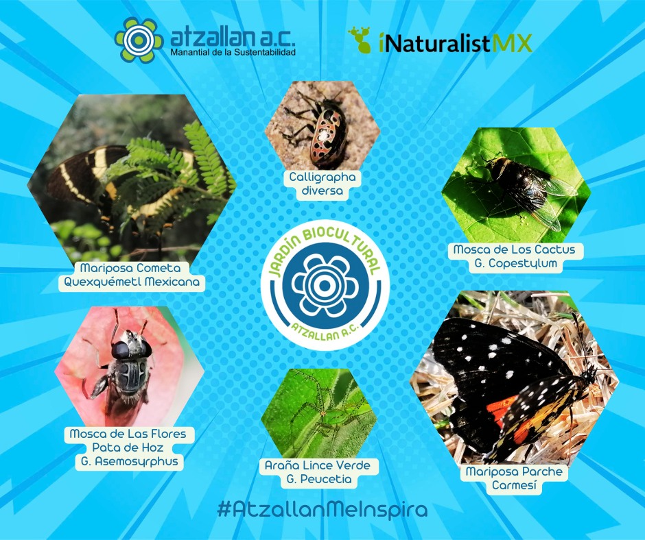 Conoce las especies de #VidaSilvestre observadas esta semana en el #Jardín #Biocultural #Atzallan con la app INaturalistMx. ¡Visítanos!
#JardinBiocultural #AtzallanMeInspira 🍃🌼💦🐸🌎🦋💚
📲 Para ver más observaciones: naturalista.mx/projects/jardi…