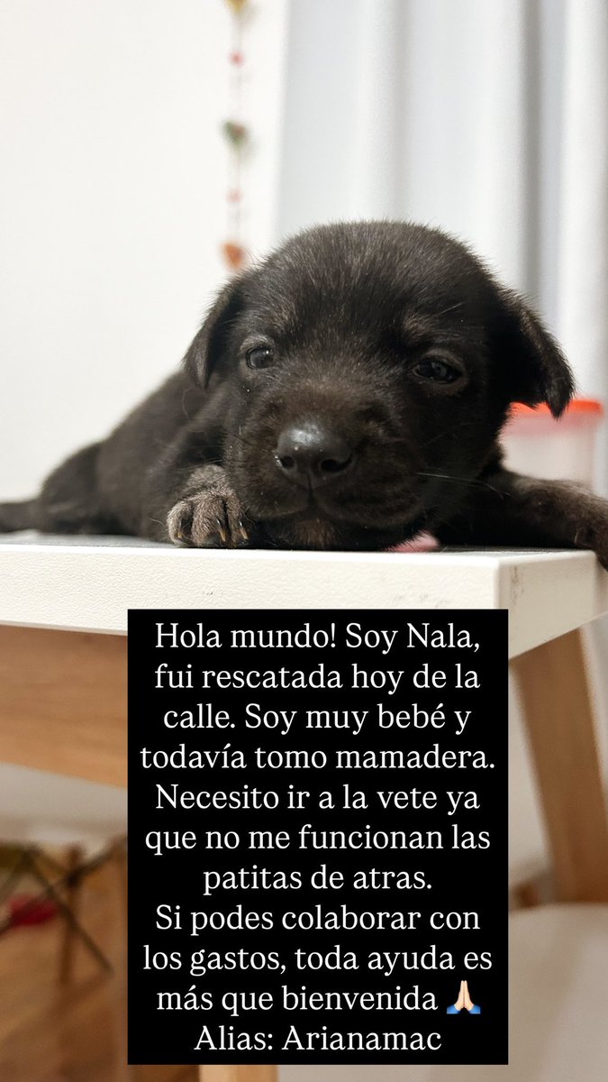 Arimaccormack's tweet photo. Ella es Nala, fue rescatada hoy de la calle. Necesitamos colaboración para cubrir sus gastos veterinarios ya que no puede caminar. Cualquier ayuda es bienvenida 🙏🏻🙏🏻
Alias: arianamac https://t.co/1GzCZjNtbb