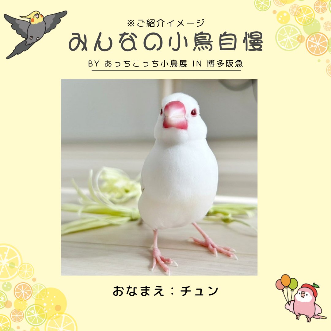 hakata_hankyu's tweet photo. 【予告】あっちこっち小鳥展

あなたの愛鳥さんを、8階催場でご紹介！
X投稿ｷｬﾝﾍﾟｰﾝ

この投稿を引用リポスト＆#あっちこっち小鳥展 
をつけて、①愛鳥さんのお名前を記載②愛鳥さんの写真を投稿しよう🐤
応募期間:12月17日(火)まで
※詳しくは写真、HPをご覧下さい  
https://t.co/7nKO72cgiR https://t.co/Xzo9PZdYaw