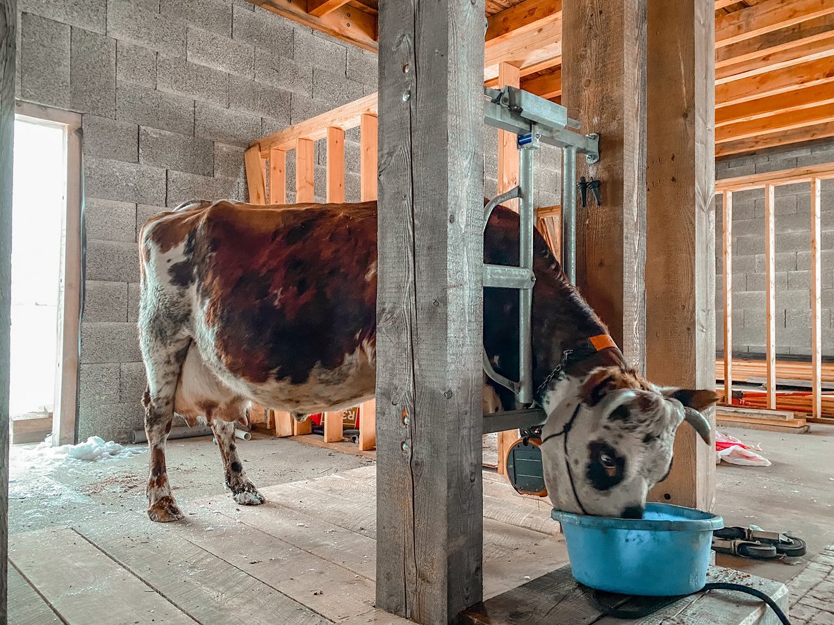 Today was a HUGE milestone, three years in the making. 

For the very first time, I brought a cow in to our timber frame #barndemonium dairy parlor to be milked. 

Everything worked exactly the way we’d hoped. The cow was comfortable, my workflow was easy, and the space is