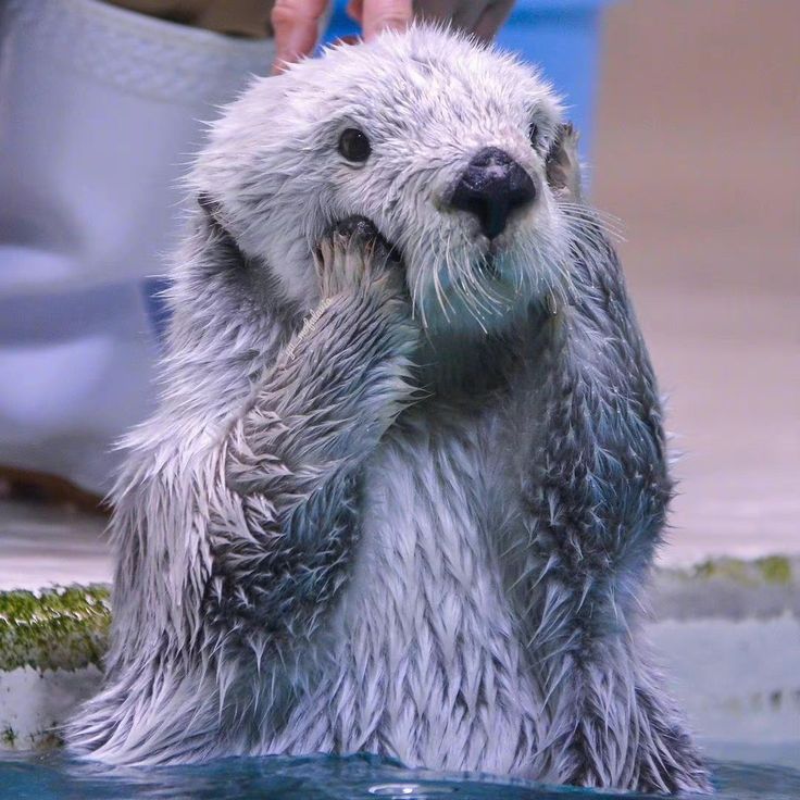 Why you should love animals tweet media