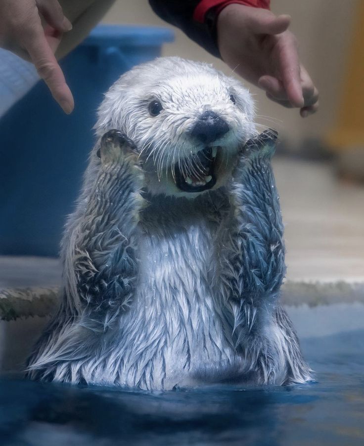 Why you should love animals tweet media