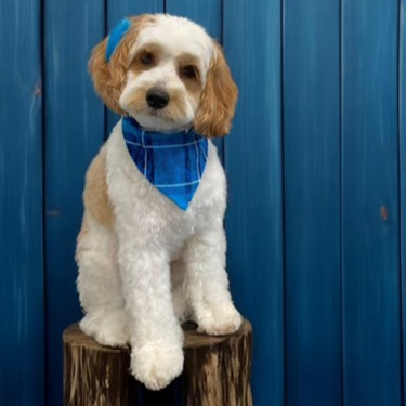Congratulations to Murphy! He joins Ms. Boyce’s 3rd grade class as a certified therapy dog. Welcome to NES!