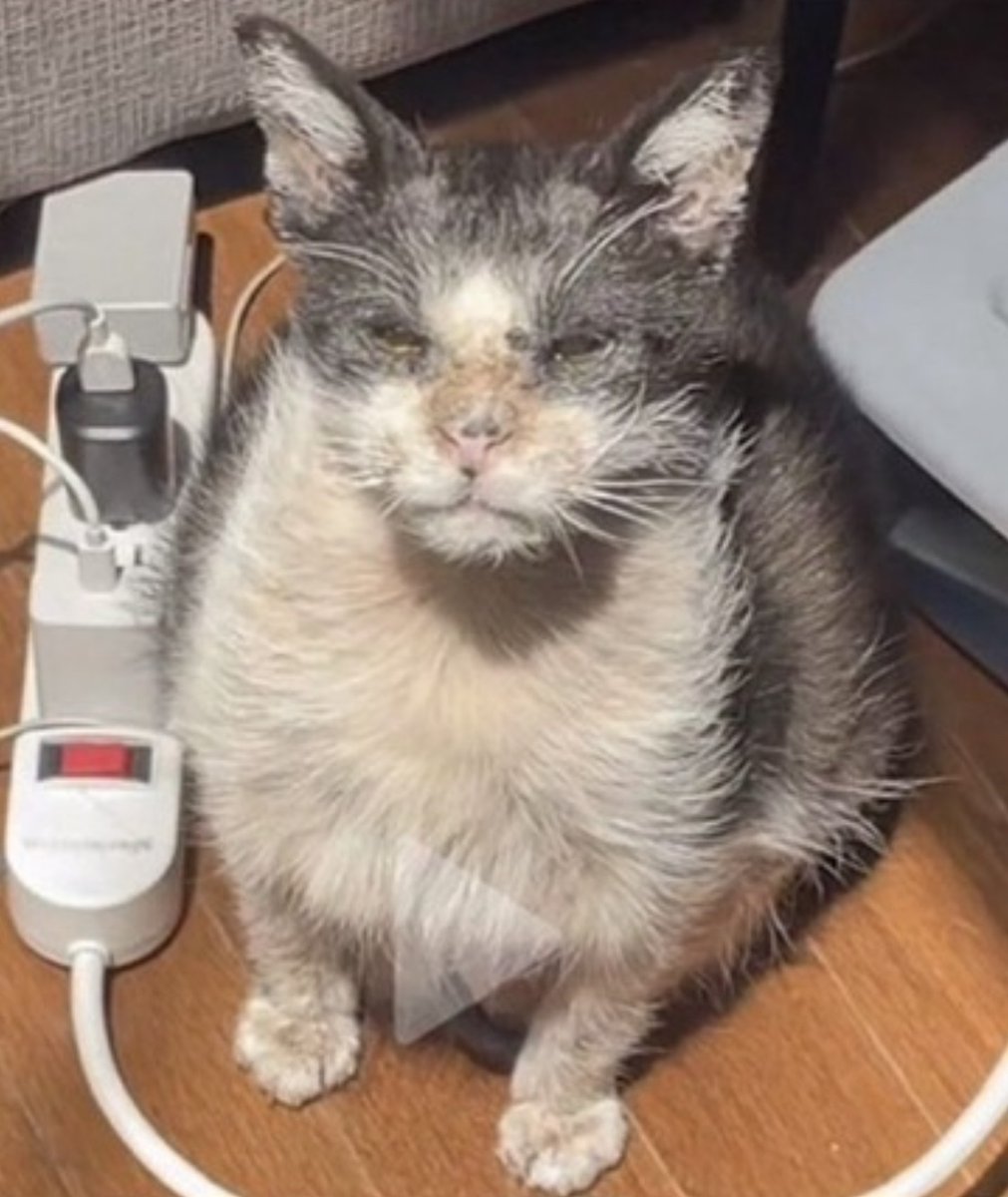 BriaB777's tweet photo. This cat from my fyp is kinda hbk these days #mykitten https://t.co/060GAYFcwX