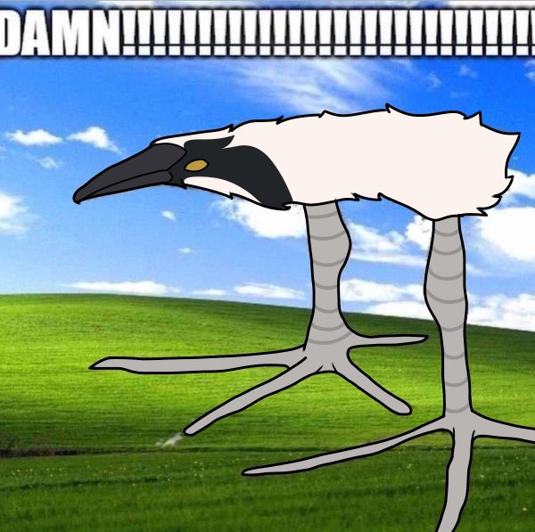 In love with the pukeko