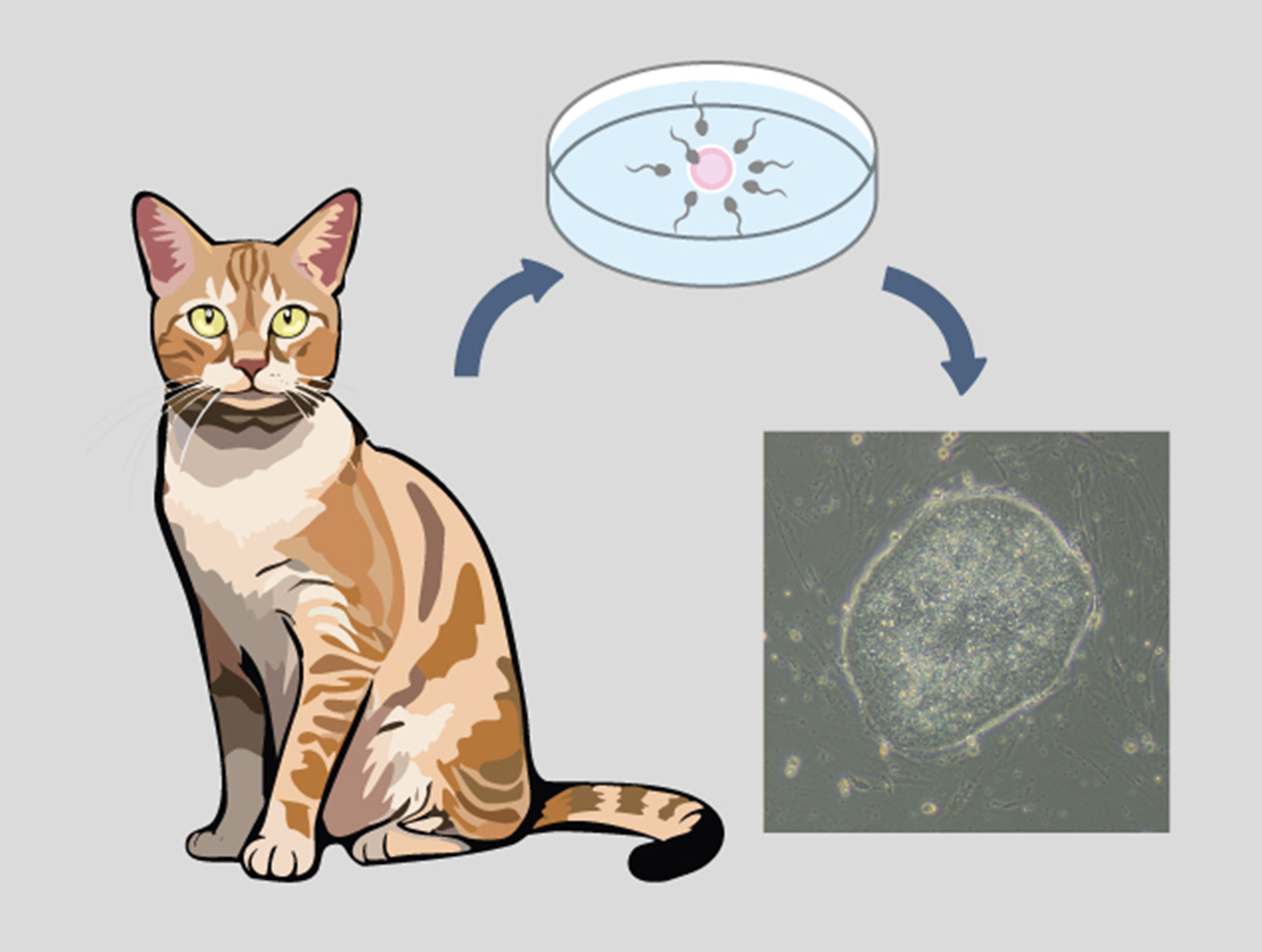 獣医微生物学 KIMURA KAZUTO (@KimuraKazutovet) / X