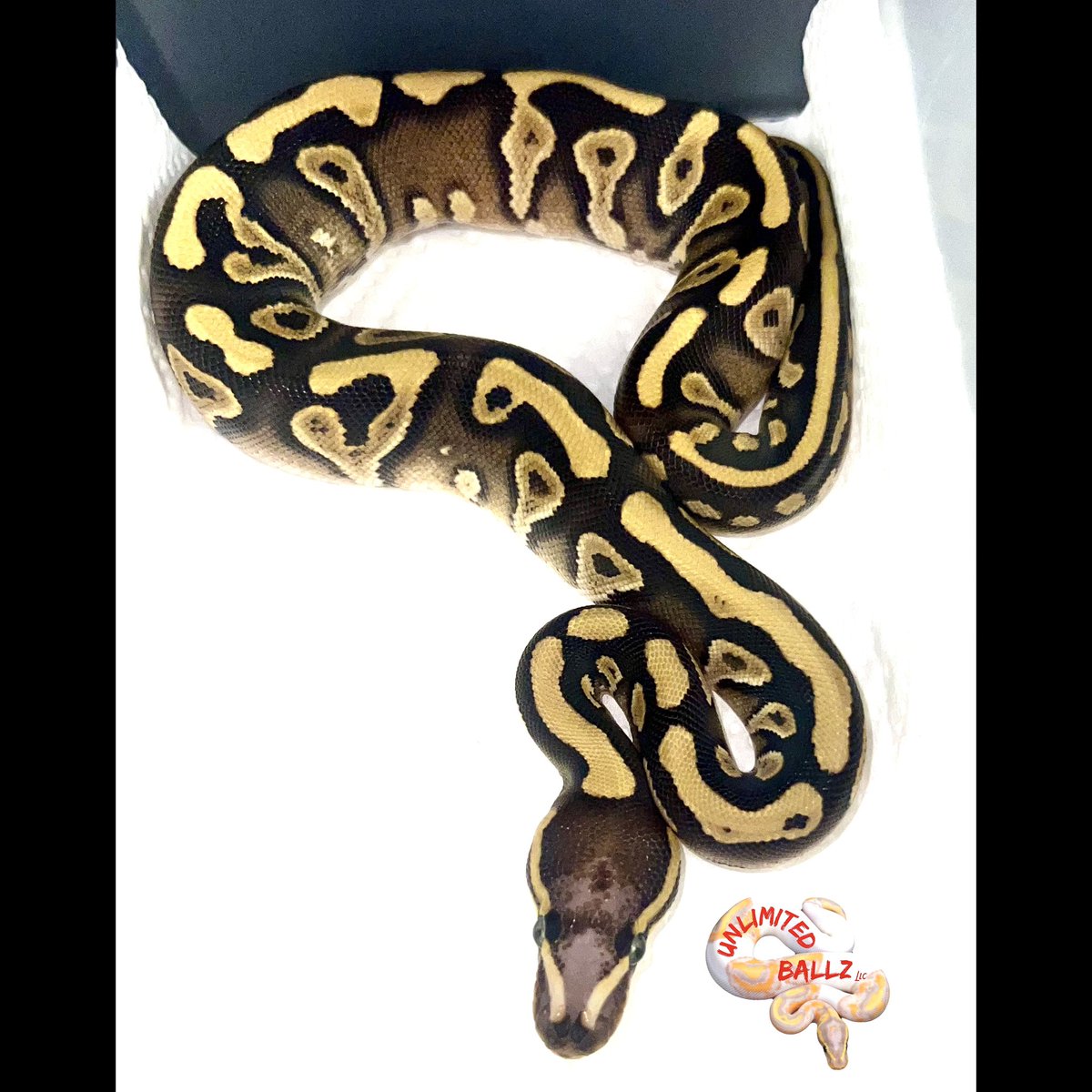 UnlimitedBallz's tweet image. Leopard/Mojave/Yellow belly/Scaleless Head/Het Clown one from the first clutch of 2024 #unlimitedballzllc #ballpython #mojaveballpython #leopardballpython #yellowbellyballpython #hetclownballpython #scalelessheadballpython