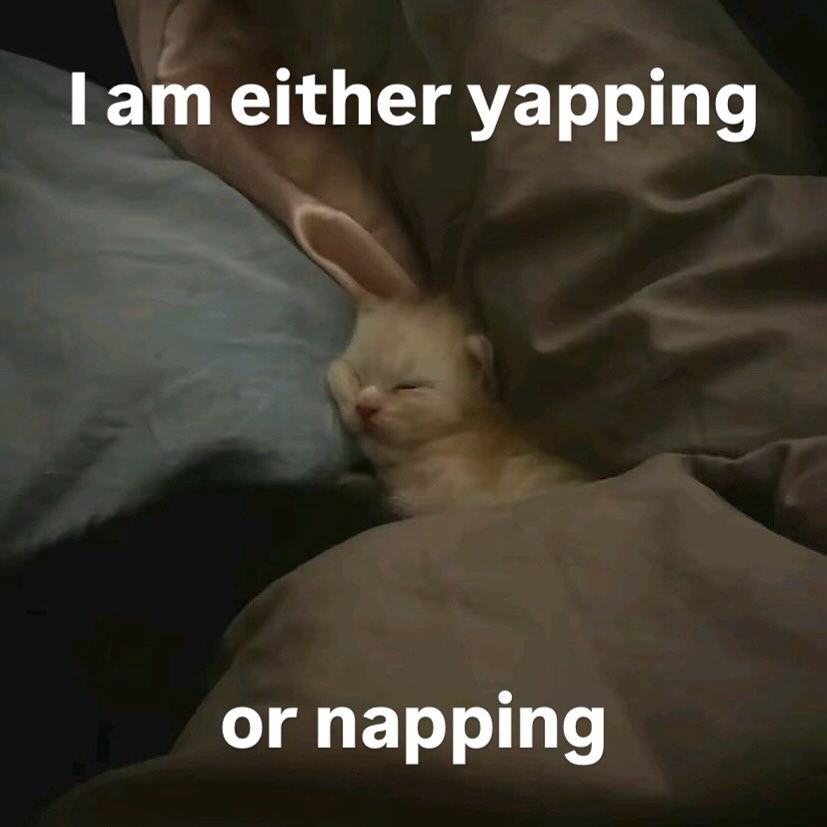 Catsillyness's tweet photo. yapping or napping https://t.co/XZl6ogbUDc