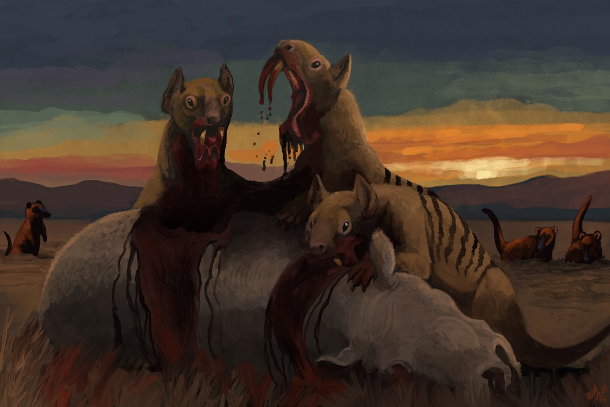 Three Thylacosmilus drink a Xotodon. Yes, drink. I hereby propose they injected venom w/those saberfangs. It liquified the flesh of prey, spider-style. Then they used their vaulted palate, absence of lower incisors, tongue and V shaped lower lip to suck the resulting meat soup :B