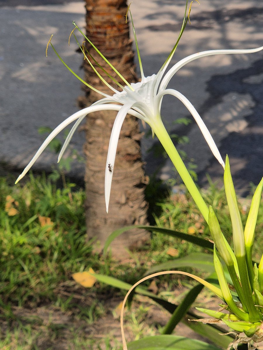 SKPRAV's tweet photo. Good day friends 🧡
Blooming Spider Lily 
#TwitterNatureCommunity 
#TwitterNaturePhotography 
#NaturePhotography 
#naturelovers #photooftheday 
#photographylovers 
#photographyisart https://t.co/Xi9LmdfIGr