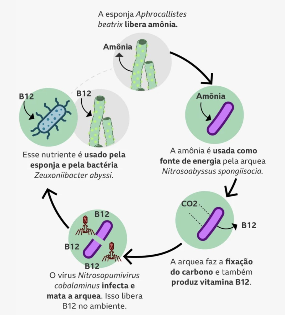 Hoje, nosso último artigo ganhou destaque no Brasil! Nomeamos uma nova ordem e família viral em homenagem a dois deuses da mitologia brasileira. Um pequeno passo para valorizar a ciência e cultura nacionais. 
bbc.com/portuguese/art…

História completa: academic.oup.com/ismej/article/…