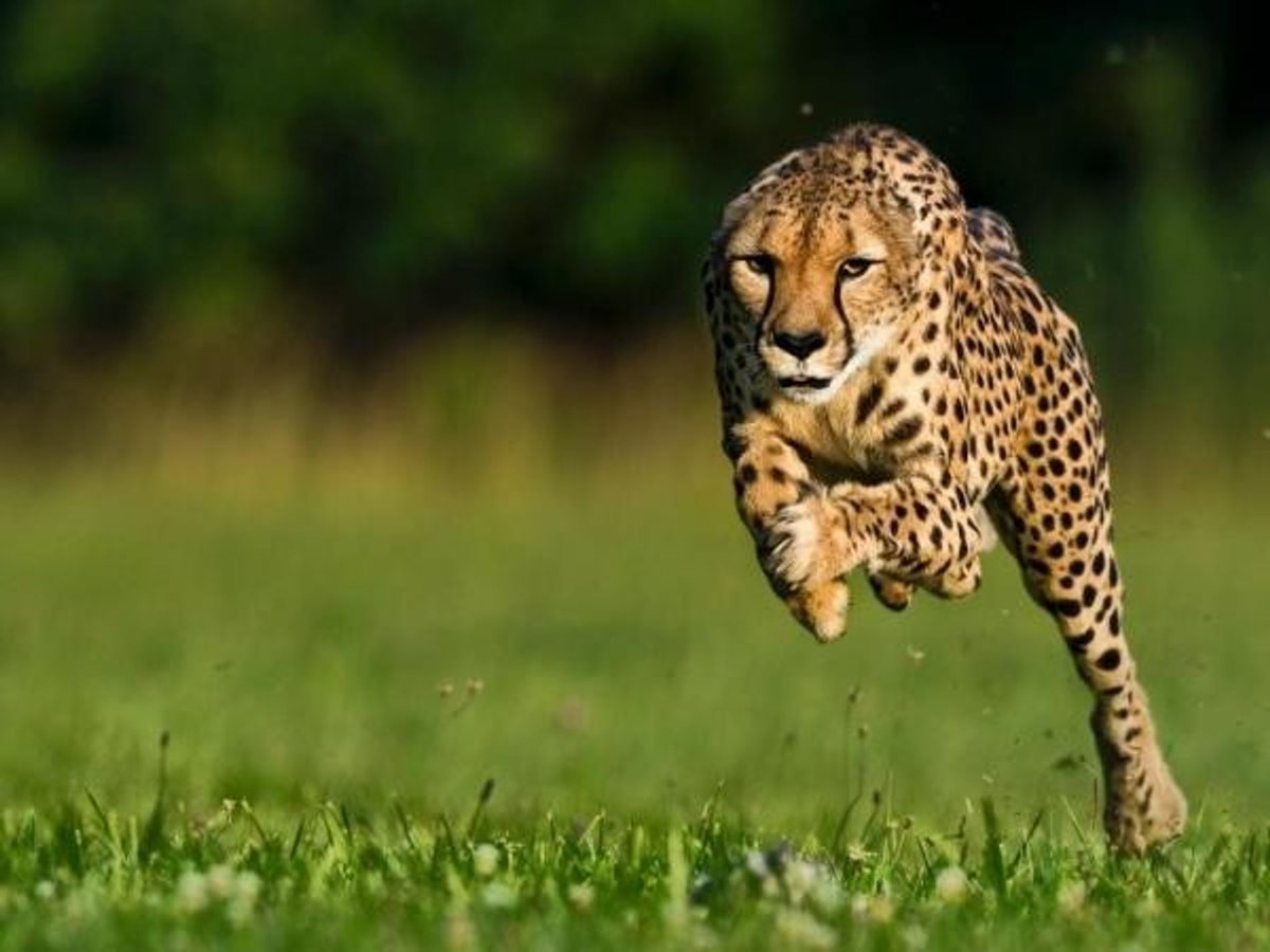 Hoy es el Día Internacional del Guepardo 🐆💚 el animal terrestre más rápido del planeta

#SabiasQue son capaces de alcanzar velocidades de hasta 100 km/h en apenas unos segundos?