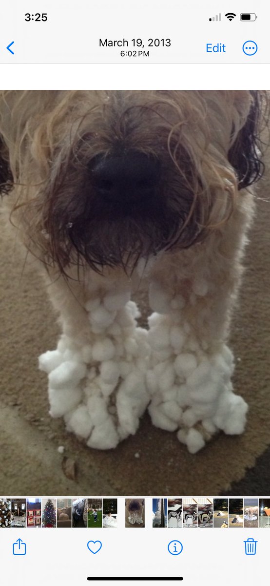 SaratogaWheaten's tweet photo. We knew winter was here when Rufus came in with snowball feet. He loved being outside, especially in the cold and snow! Itโs the 11th annual #WheatenChristmasCountdown! #Dogs #DogsofTwitter #WheatensofTwitter #WheatenTerriers #Wheatens #ZSHQ https://t.co/35Tej5mYXo