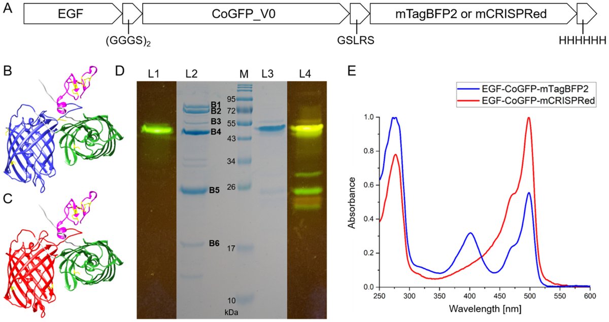 Biosensors_MDPI's tweet photo. #Article
Genetically Encoded Ratiometric pH Sensors for the Measurement of Intra- and Extracellular pH and Internalization Rates
by Lennard Karsten and Christian Müller
https://t.co/bGChVBGkoh
@MDPIOpenAccess
@ChemMatSci_MDPI
#PH #cell #Encoded #biosensors https://t.co/u55mizsv0h