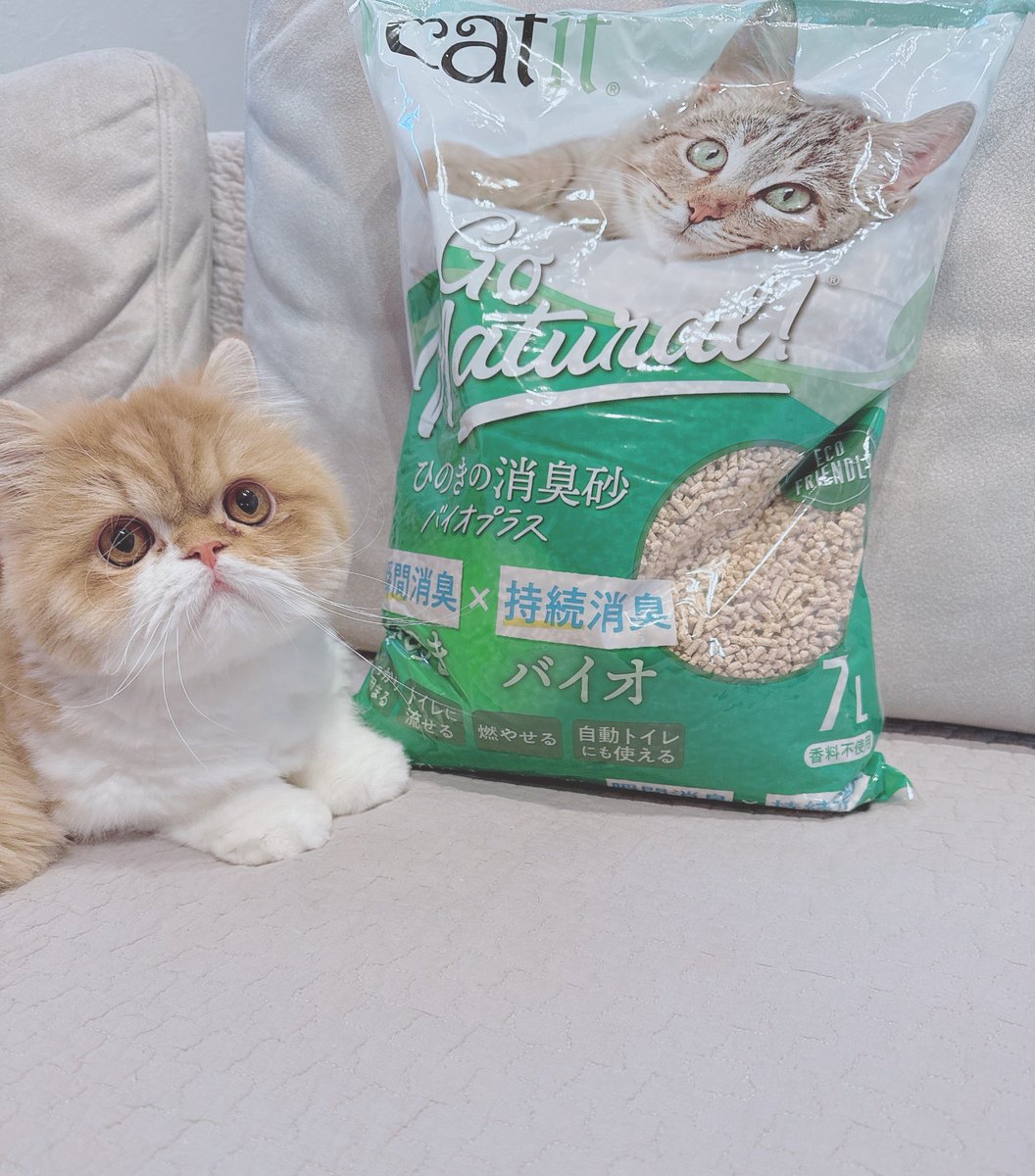 omochitan923's tweet photo. ねこ砂頂きましたにゃ😻✨

ぼくってモデルさんみたいだにゃ〜😍

#エキゾチックショートヘア　#猫との暮らし　#猫好きさんと繋がりたい　#ねこ　#猫　#かわいい　#catit https://t.co/CmFDMq8Ael