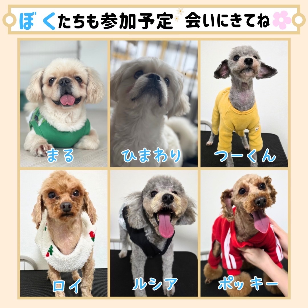 bell_inuneko's tweet photo. 📢譲渡会開催決定✨️
譲渡会参加型応援マルシェです📣
🗓2024.12.15(日)
⏱11:00〜17:00(譲渡会は16:00まで)
📍新琴似マルシンビル
駐車場は建物裏に🅿️あります🙇‍♀️

注意点は次のツリーに記載します。 https://t.co/M6aL05DWCz