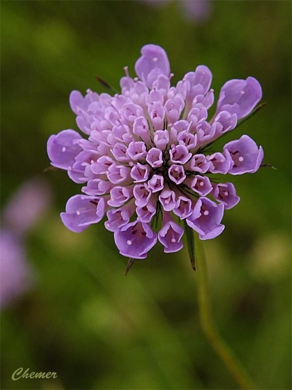 Untamedpath's tweet photo. "Delicate beauty in the wild. #KnautiaArvensis #FieldScabious #Wildflower #NaturePhotography #PurpleFlowers #MacroPhotography #FloralMagic" https://t.co/S16begYxXJ
