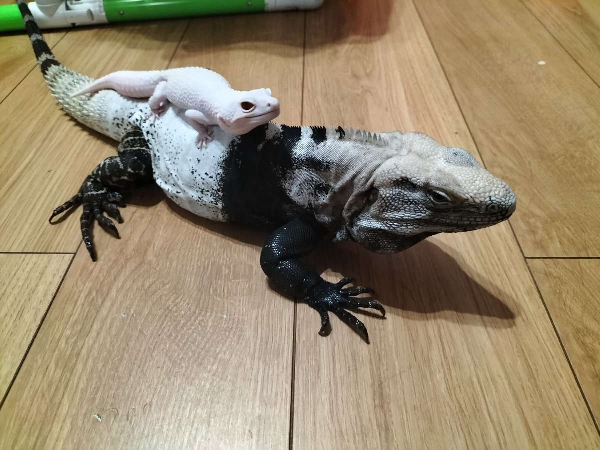 うちのバンちゃん久々に登場‼️
レオパと仲良し🥰

#サンエステバントゲオイグアナ 
#ヒョウモントカゲモドキディアブロ