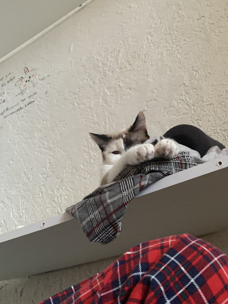 Моя кошечка 🩷