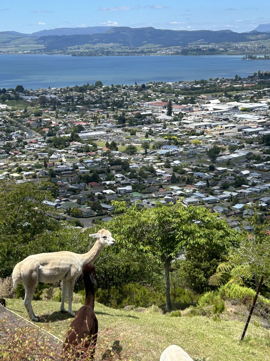 Camerween tweet media