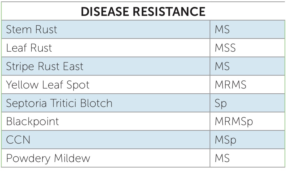 danrollsroyce's tweet photo. Looked at a superb crop of LRPB Matador today near Bridgewater, grower very happy with the 7t/ha paddock average so far.  Matador has Improved Powdery Mildew (MS) and Stripe rust
resistance (MS) over Scepter. @PacificSeeds @WheatCol @jacksonmdavis https://t.co/6BPMZAO3XH