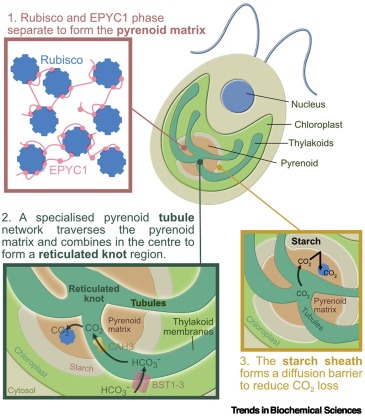 TrendsBiochem's tweet photo. Available online - the Review "From algae to plants: understanding #pyrenoid-based CO2-concentrating mechanisms" from @mackinderlab @McCormick_Lab and co.
#Rubisco #LLPS #CO2ConcentratingMechanisms #pCCMs #PlantEngineering
https://t.co/CcktvBgpmA https://t.co/bFp0i8hRNf