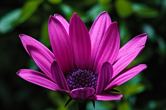 ffescalante13's tweet image. Photo By dexmac | Pixabay - via @Crowdfire  
 #flower #capemarguerite #flowerbackground #naturaleza #naturaleza_spain #naturalezaviva #naturaleza_galicia #naturaleza_euskadi