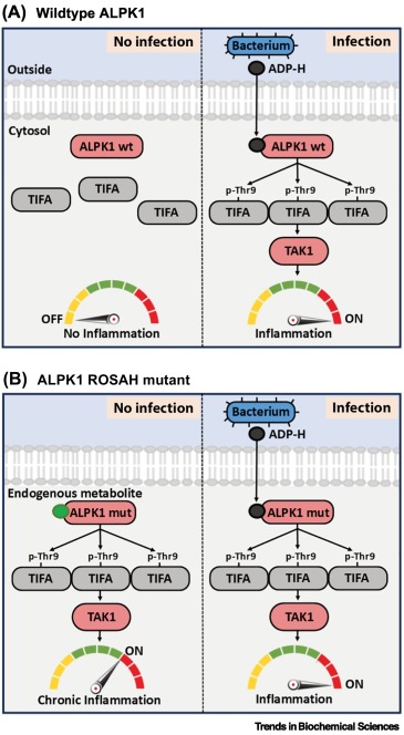 Trends in Biochemical Sciences (@trendsbiochem) on Twitter photo Available online - the Review "Diseases caused by altered specificity of a #proteinkinase for its allosteric activators" from Philip Cohen and <a href="/TWSnelling/">Tom Snelling</a> <a href="/mrcppu/">MRC PPU</a> <a href="/dundeeuni/">University of Dundee</a>.
#AtypicalAlphaKinase #ALPK1 #ROSAHsyndrom #Spiradenoma
authors.elsevier.com/sd/article/S09… Available online - the Review "Diseases caused by altered specificity of a #proteinkinase for its allosteric activators" from Philip Cohen and <a href="/TWSnelling/">Tom Snelling</a> <a href="/mrcppu/">MRC PPU</a> <a href="/dundeeuni/">University of Dundee</a>.
#AtypicalAlphaKinase #ALPK1 #ROSAHsyndrom #Spiradenoma
authors.elsevier.com/sd/article/S09…