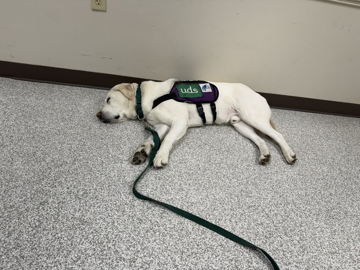 Started handler training with UDS this week. Today I brought Carson.  Lets just say, today was a good day🤍🐾  <a href="/MMS_principals/">MMS principals</a> <a href="/MbgAreaSD/">MechanicsburgArea SD</a>