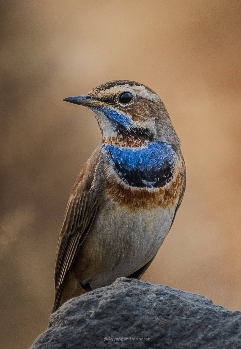passivelyactive's tweet photo. The poster boy.
Bluethroat, showing off his jewellery.
Pic taken at Uran, Mumbai.
#IndiAves #BBCWildlifePOTD #NatGeoIndia #ThePhotoHour #SonyAlpha @maha_tourism https://t.co/1VfPW2lZOE