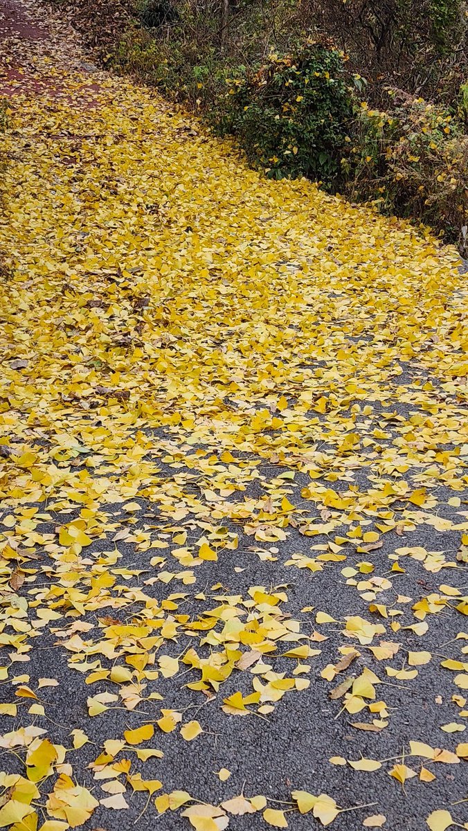 최대포 (@zzanzee) on Twitter photo 