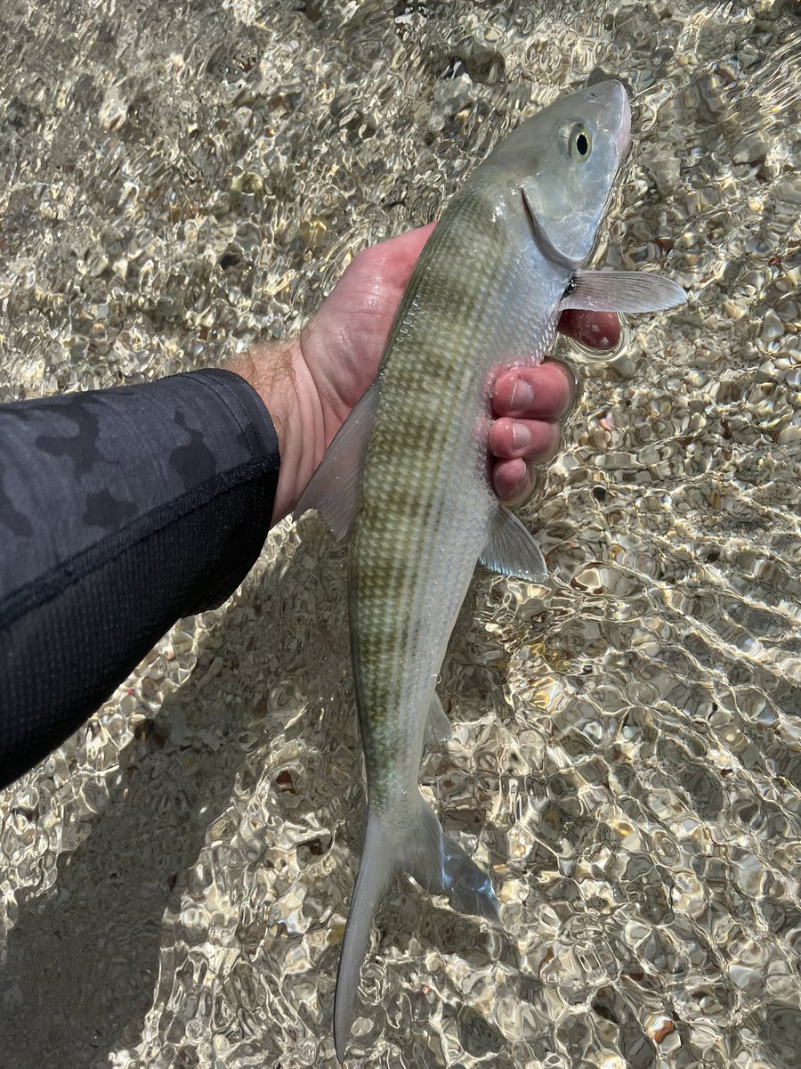 Neil Cavanah tweet media