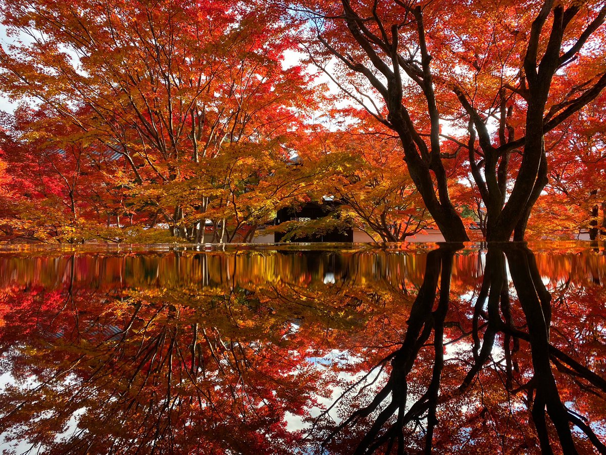 TjsFUeFoXeAp7vg's tweet photo. 妙覚寺の紅葉が美しすぎる🍁
特別公開は12月8日まで🍁 https://t.co/lzbLm9Fl5Y