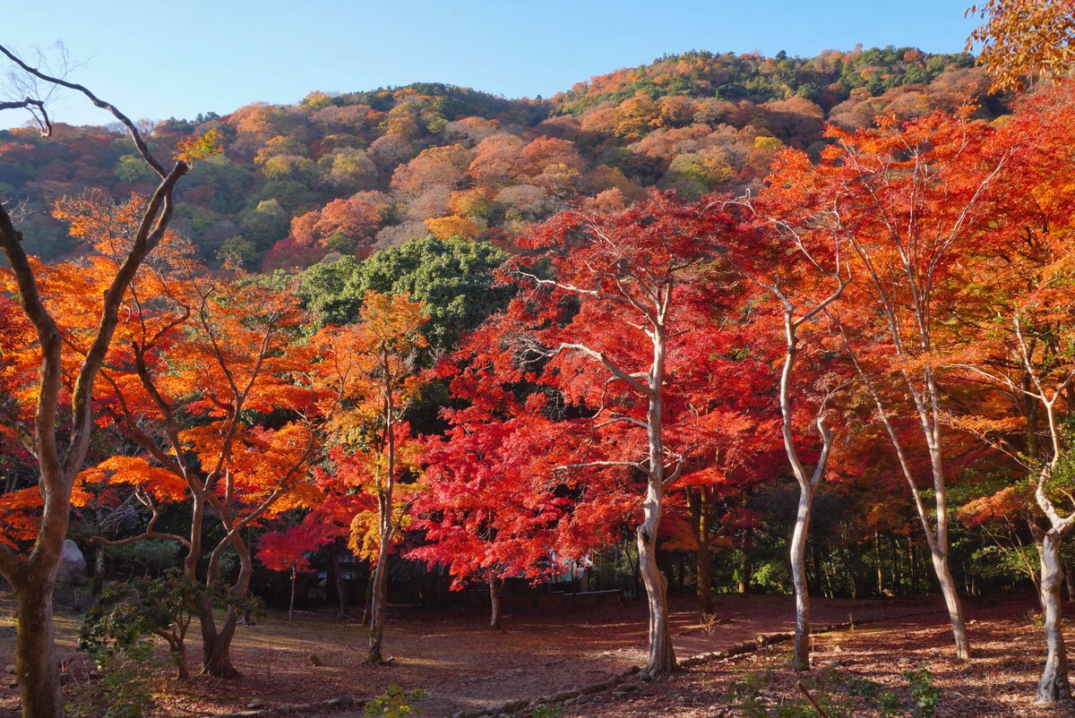 mt_pompon_ppy's tweet photo. 2024.12.4 京都市右京区 嵐山 
今年の紅葉まだ終わってません
今週末まで紅葉見頃続きそうです https://t.co/PIdIjQMYTp