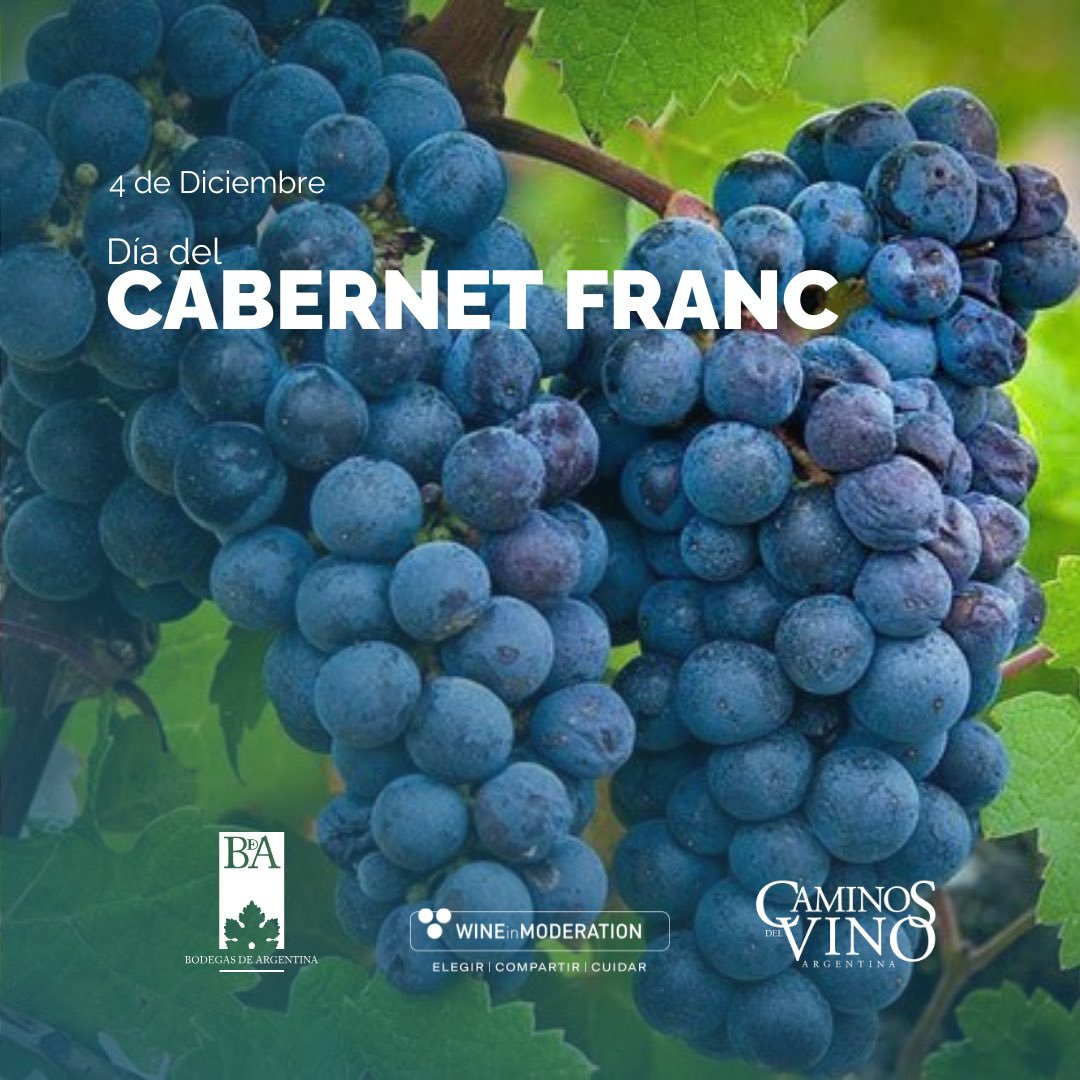 🍷 Hoy celebramos al Cabernet Franc, una cepa que combina frescura y elegancia. Con sus aromas a frutas rojas y un toque especiado, se ha ganado un lugar especial en la vitivinicultura argentina.

Una cepa que brilla en Argentina por sus notas de frutas rojas y especias.