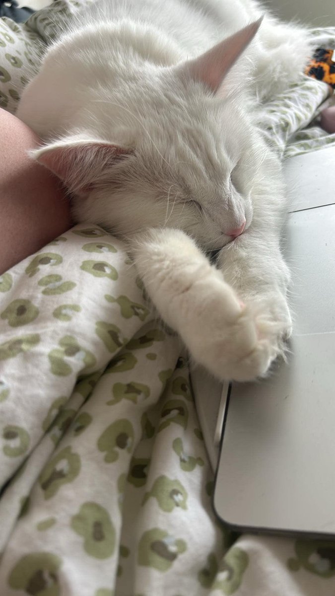 kate ❤️🔥 tweet media