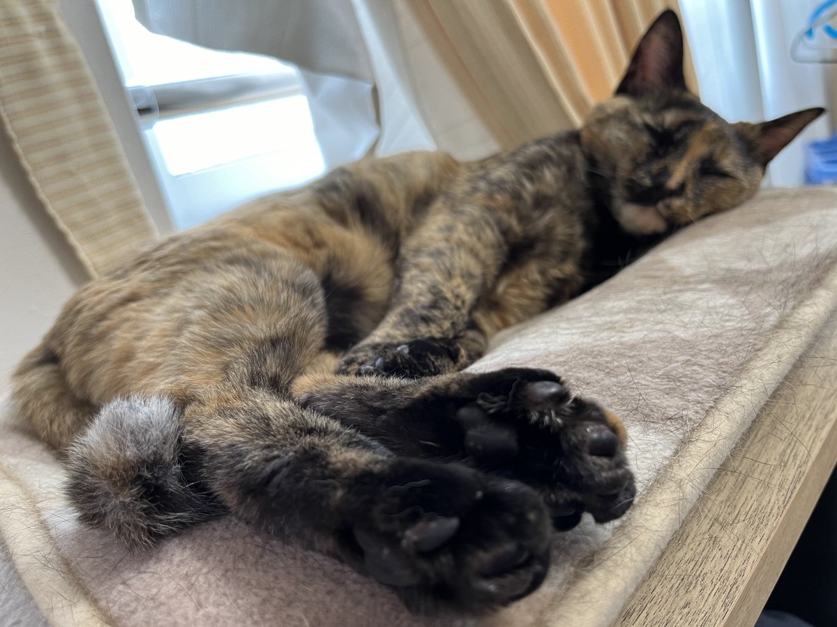 shimayu_sti's tweet photo. 最近はよくここで寝ているので、こっそり肉球を嗅ぎやすくなりました
#catstagram #catsofinstagram #cats #tortishellcats #tortishell #猫部 #猫 #サビ猫 #にゃんすたぐらむ https://t.co/KDRSHPFdqg